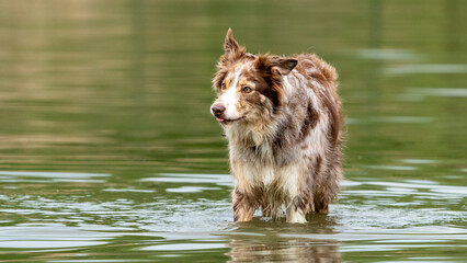 dog playing in water