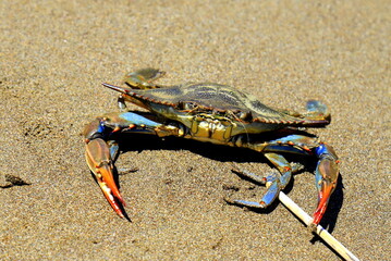 A large blue crab, Callinectes sapidus, with big claws sits on sand near sea. Crab fishing, gourmet seafood delicacy, delicious sea food