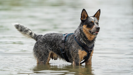 american cattle dog in the river with beautiful green colours