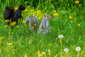 Squirrels on alert in the grass