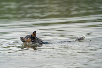 Naklejka premium american cattle dog in the river swimming