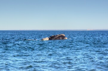 Photo of a majestic rock emerging from the peaceful waters, surrounded by the breathtaking beauty of Argentina's southern right whale habitat