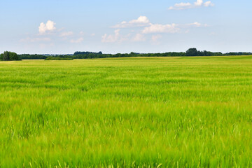 Fototapeta premium A Large field with the young barley