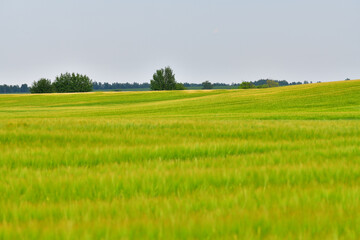 A Large field with the young barley