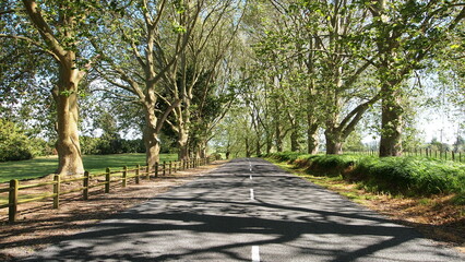 Beautiful tree canopy road in New Zealand