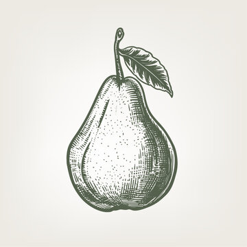 recommend clip art: Hand drawn pear. Vintage woodcut engraving style vector illustration.
