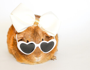 stylish guinea pig