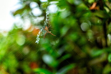 spider web