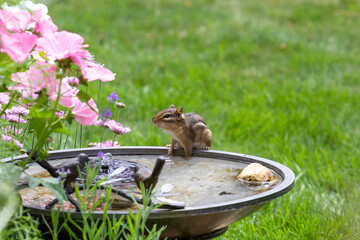 Chipmunk in the birdbath