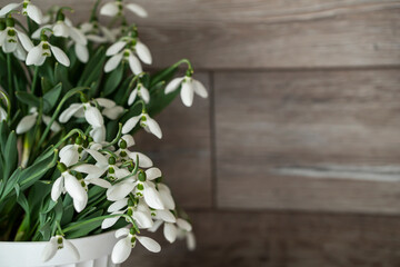 white flowerpot with snowdrops, wooden background. spring flowers.