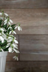 white flowerpot with snowdrops, wooden background. spring flowers.