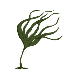 Seaweed.Marine flora.Vector graphics.