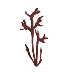 Seaweed.Marine flora.Vector graphics.