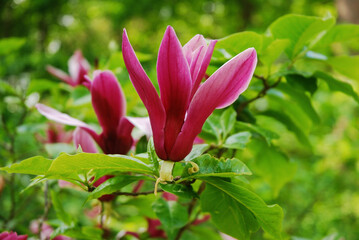 Magnolia liliiflora is a tree known as mulan magnolia, purple magnolia and also red,  tulip and...