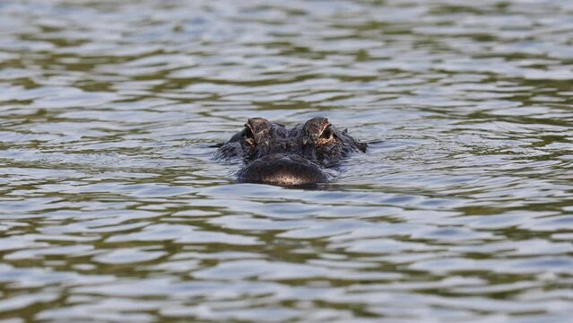 Alligator Simming in Southern Florida 
