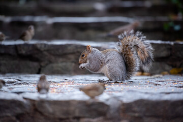Manhattan, New York: 11 23 2017; A squirrel eating seeds