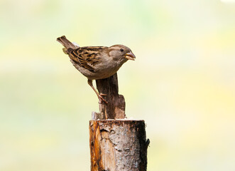 close up female House Sparrow, Passer domesticus, on feeding spot in top of sawn-off tree trunk looking up with eye contact and legs with sharp nails firmly clamped around upwardly sticking wood chip - obrazy, fototapety, plakaty