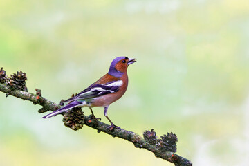 Close up of a colorful wild chaffinch, Fringilla coelebs, posing on a larch branch with larch apples against a soft yellow-green blurred background