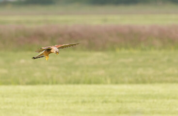 Close up of a soaring and hunting Kestrel, Falco tinnunculus, in natural habitat of open fields against background green meadow landscape