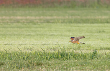Close up of a Kestrel (Falco tinnunculus) preying with a Mole Cricket (Gryllotalpa gryllotalpa) in its beak flying over natural hunting grounds of open countryside