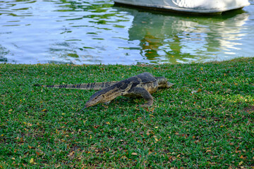big lizard in bangkok park