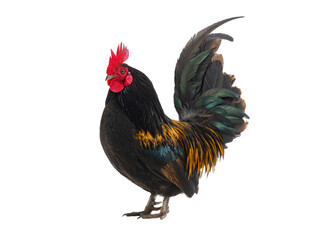 golden rooster isolated on white background