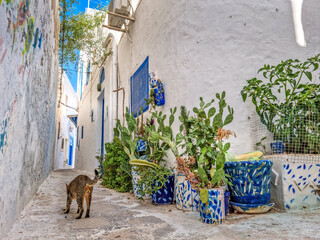 Street in the medina of Hammamet, Tunisia
