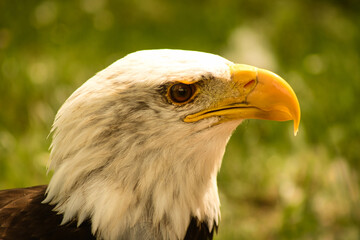 Águila calva posada, perfil agresivo. Mirada intensa y desafiante. Imagen poderosa y feroz.