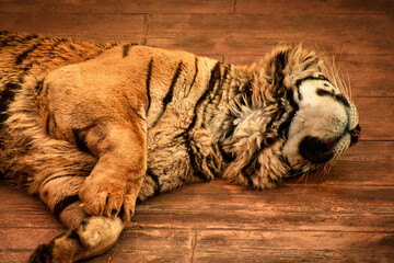 Tigre tumbado, cabeza hacia arriba, durmiendo con pelaje alborotado. Instante de serenidad felina capturado en esta imagen