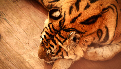 Tigre durmiendo plácidamente, cabeza apoyada en la pata. Relajación felina vista desde arriba