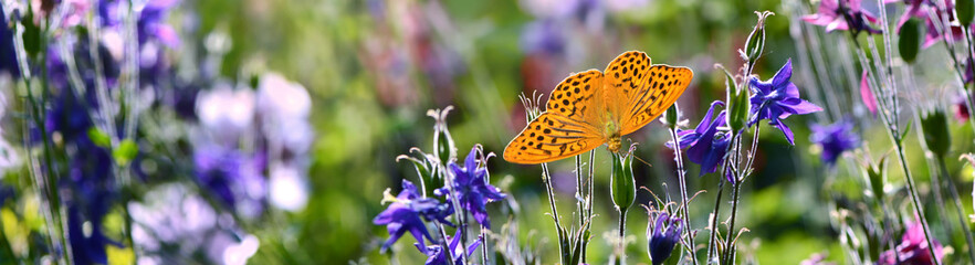 Schmetterling 1089 © K.-U. Häßler