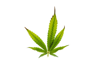Ill dry color marijuana leaf with white background