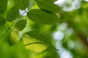 Defocused tree leaves. Natural bokeh, blurry background out of focus