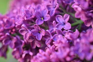floral lilac background, Soft purple lilac background, lilac buds, violet color texture, 
purple...