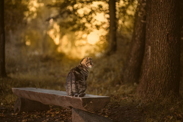 Cat is sitting on the bench in the garden
