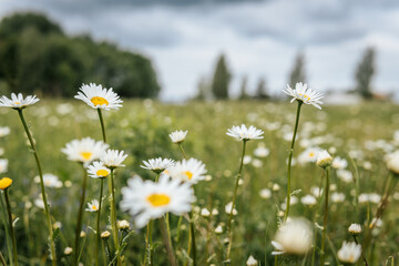 A yellow and white daisy in a grassy meadow under a blue sky with clouds.