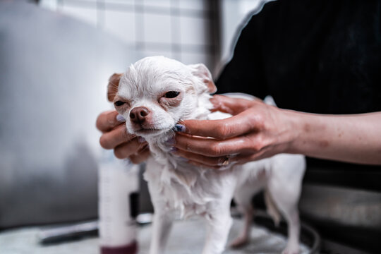 A small white dog enjoys a luxurious spa experience in a grooming salon, where she gets to take a bath.
