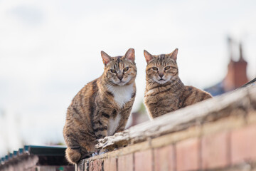 Cute stray cat on roof of a england house