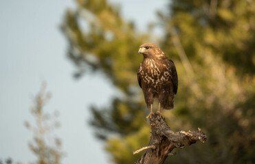 the attentive buzzard on its branch