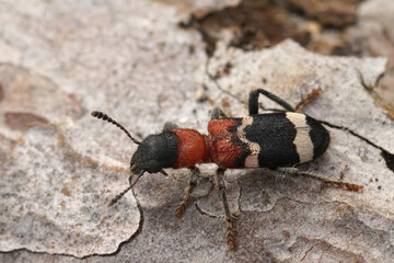 Close-up n the colorful European red-bellied clerid beetle, Thanasimus formicarius a predator on bark beetles