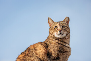 Cute stray cat on roof of a england house