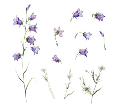 Close-up of blue spreading bellflower flowers. Campanula patula, little bell, bluebell, rapunzel. Rabelera holostea, stellaria.Watercolor hand painting illustration on isolate white background.