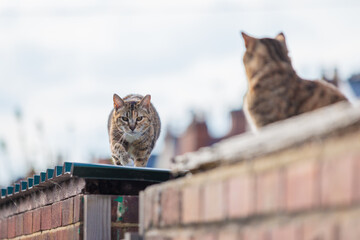 Obraz premium Cute stray cat on roof of a england house