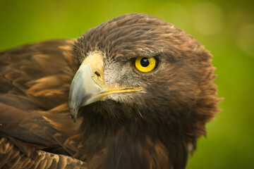 Primer plano del rostro de un águila real con mirada profunda y su potente pico. La majestuosidad y fuerza de esta emblemática ave capturadas en detalle. - obrazy, fototapety, plakaty