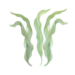 Watercolor green seaweed. Life of sea creatures.
