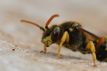 Closeup on a large yellow Nomad solitary cuckoo bee, Nomada sexfasciata with it's bicolored eye