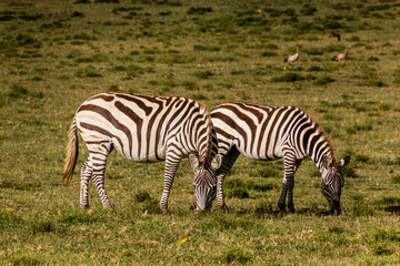 Fototapeta na wymiar Burchell's zebras (Equus quagga burchellii) at Crescent Island Game Sanctuary on Naivasha lake, Kenya