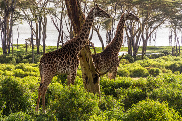 Giraffes at the Crescent island at Naivasha lake, Kenya © Matyas Rehak