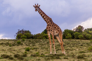 Masai giraffe (Giraffa tippelskirchi) at Crescent Island Game Sanctuary on Naivasha lake, Kenya