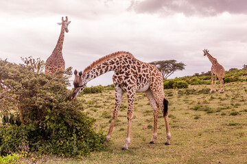 Masai giraffes (Giraffa tippelskirchi) at Crescent Island Game Sanctuary on Naivasha lake, Kenya